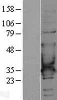 CACNG6 Protein (Over-Expression Lysate Myc-DDK (Flag))