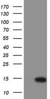 XTP4 / C17orf37 Antibody (clone OTI1D7)