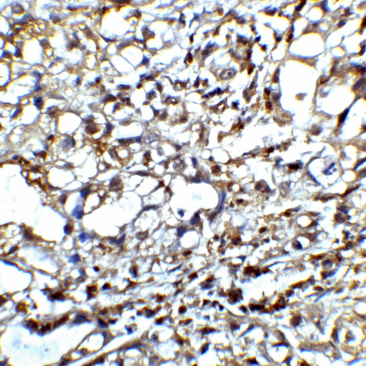 CTLA4 / CD152 Antibody (clone 2G10)