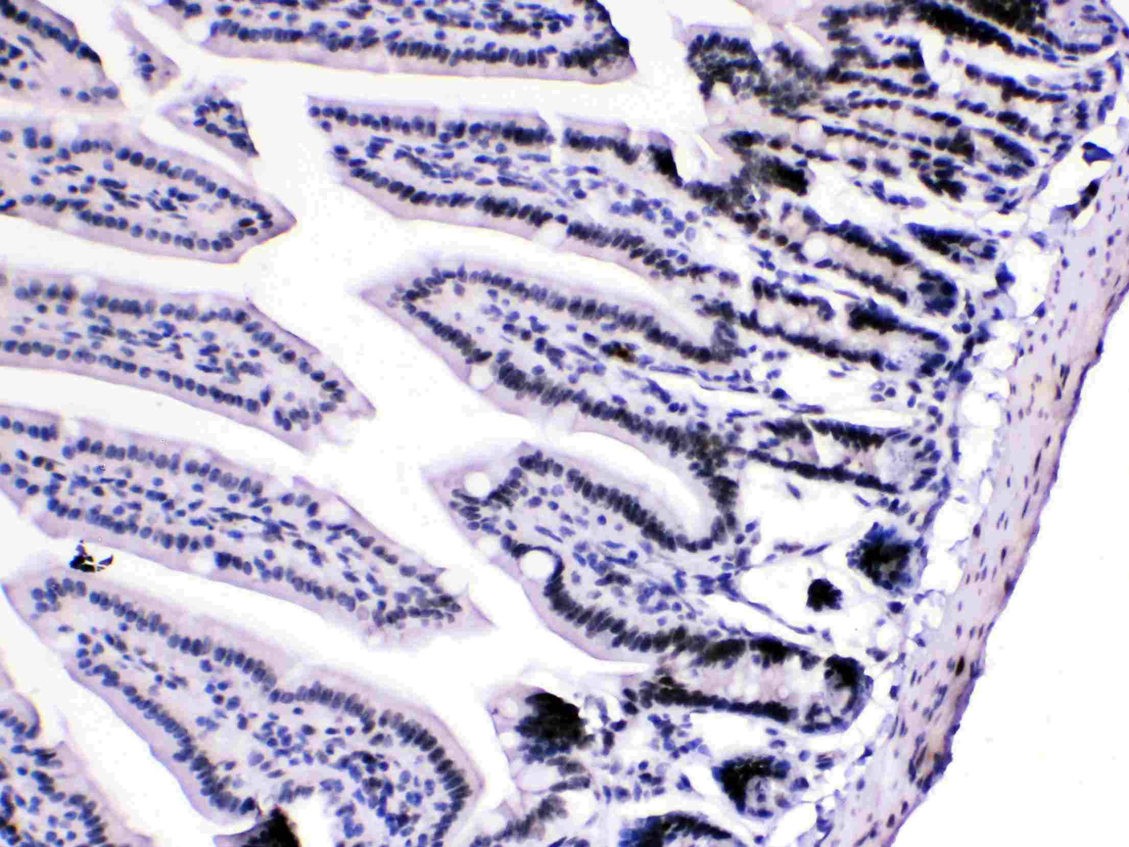HNRPA1 / HnRNP A1 Antibody