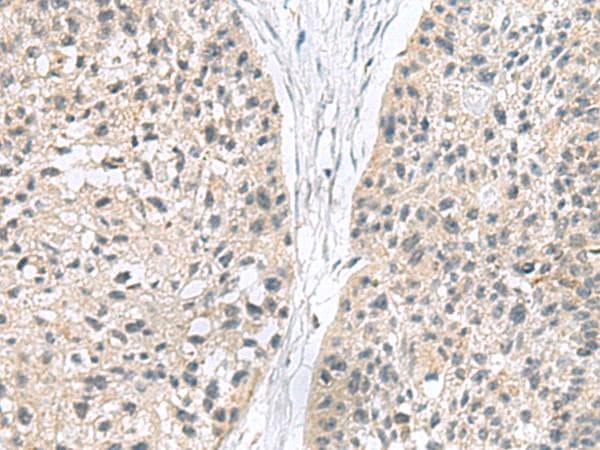 MIA / CD-RAP Antibody