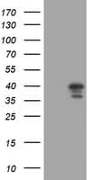 DCPS Antibody (clone OTI1E6)