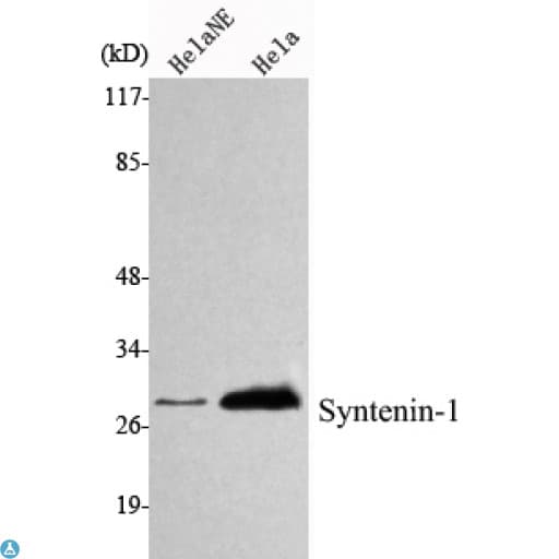 Monoclonal Mouse anti-Human SDCBP / Syntenin Antibody (WB)