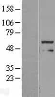 FOXRED1 Protein (Over-Expression Lysate Myc-DDK (Flag))