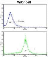 MCAD / ACADM Antibody (aa189-217)