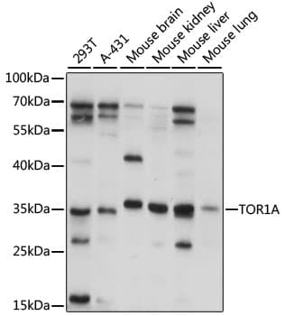 TOR1A / Torsin A Antibody