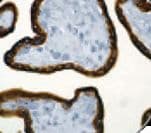 hCG / Chorionic Gonadotropin Antibody (Ready-to-Use)