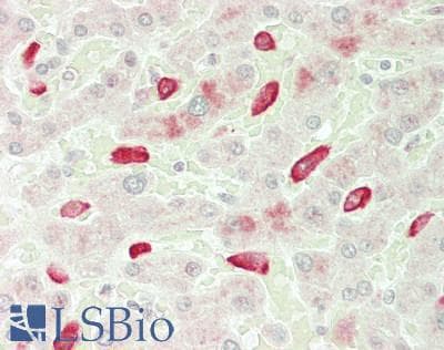 IHC-plus™ AIF1 / IBA1 Antibody