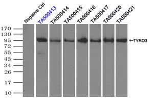 TYRO3 Antibody (clone OTI5B4)