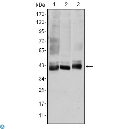 MAP2K4 / MKK4 Antibody