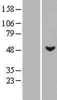 MSL3L1 / MSL3 Protein (Over-Expression Lysate Myc-DDK (Flag))