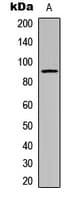 CDH24 / EY Cadherin Antibody (N-Terminus)