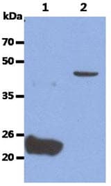 GPC4 / Glypican 4 Antibody (clone AT51E3)
