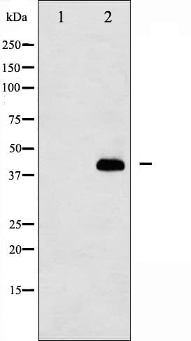 Polyclonal Rabbit anti-Human MAP2K1 / MKK1 / MEK1 Antibody (phospho-Thr291, IF, WB)
