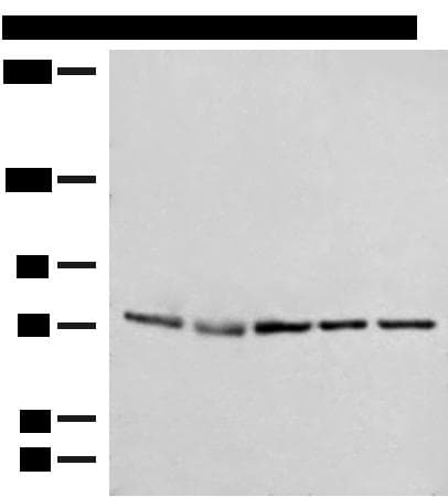 POLH / DNA Polymerase Eta Antibody