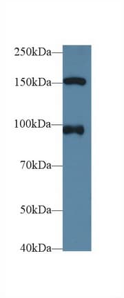 NUP98 Antibody (aa629-894)