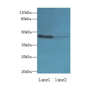 IGSF11 / VSIG3 Antibody