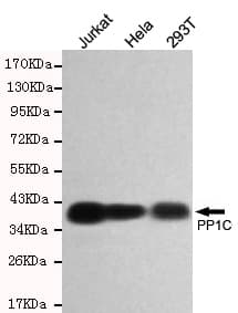 Monoclonal Mouse anti-Human PPP1CC / PP1 Gamma Antibody (WB)