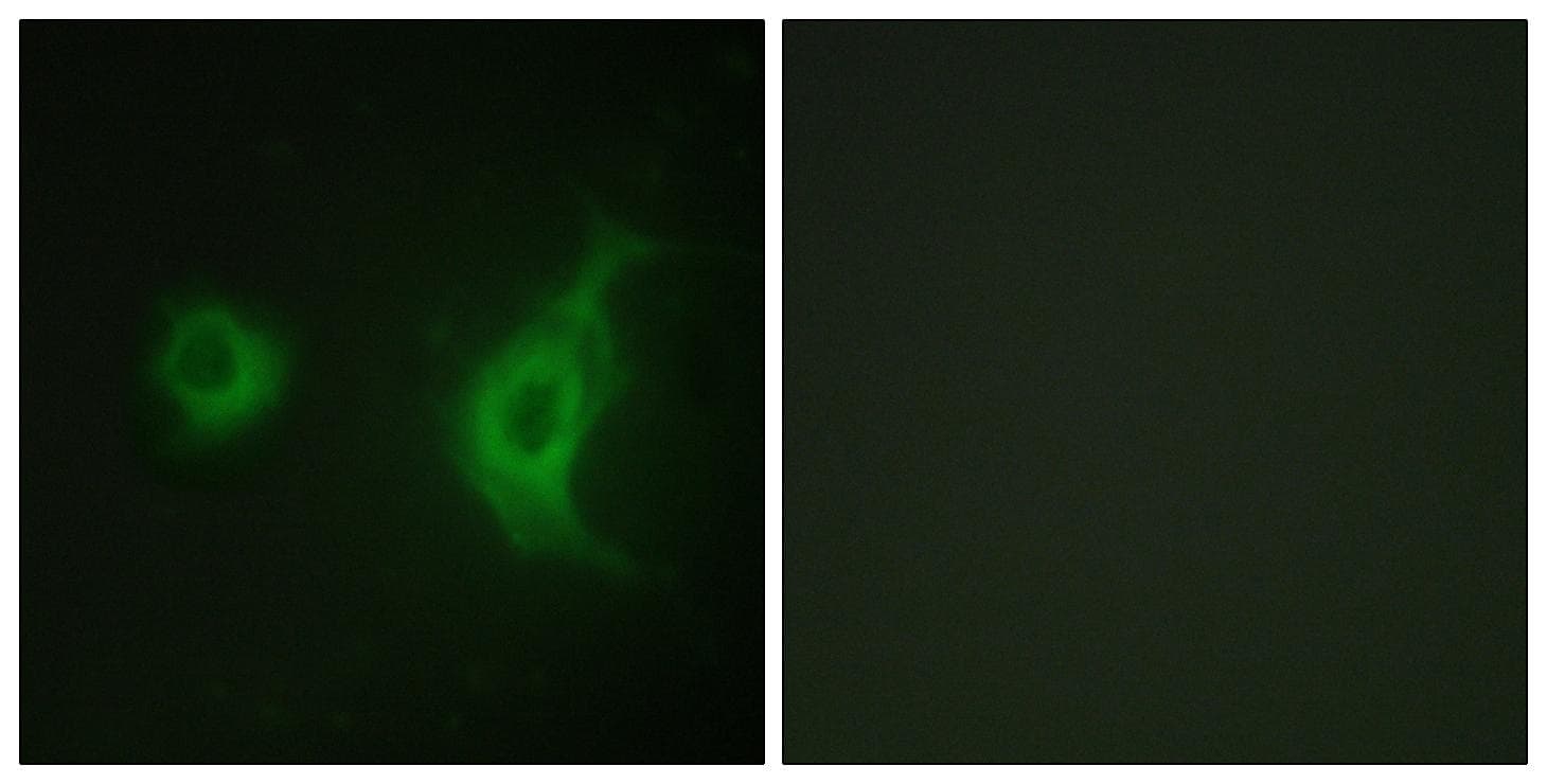 RAB6KIFL / KIF20A Antibody (p528)