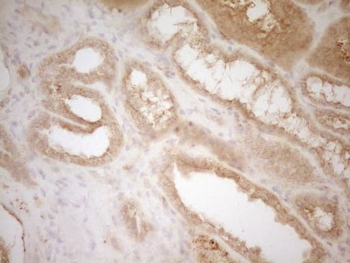 BTG1 Antibody (clone OTI7H6)