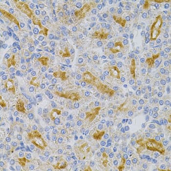 MYD88 Antibody