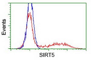 SIRT5 / Sirtuin 5 Antibody (clone OTI 2E12, Carrier-free)