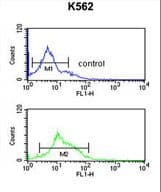 TJP1 / ZO-1 Antibody (aa1570-1600)