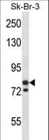 MCM3 Antibody (aa36-64)