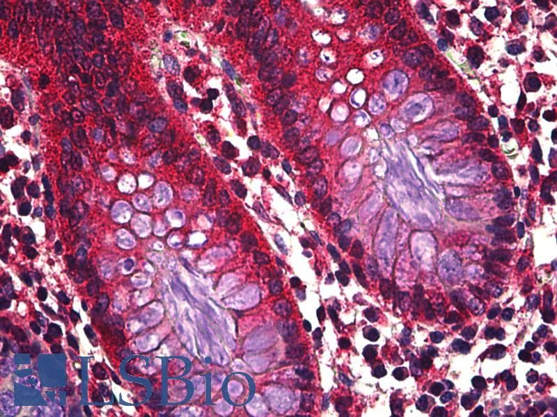 IHC-plus™ Monoclonal Mouse anti-Human Ghrelin Antibody (clone 4B8, IHC, WB)