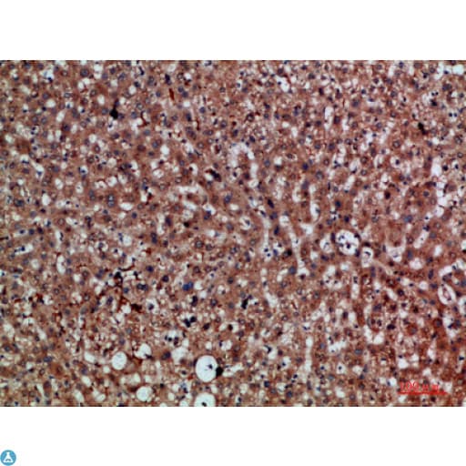 CDNF / ARMETL1 Antibody