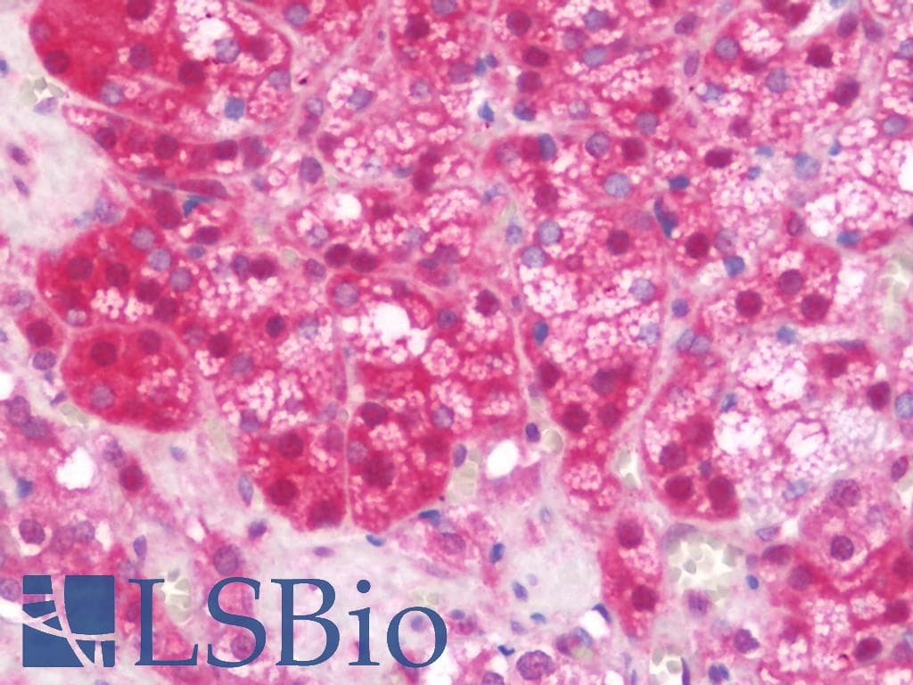 IHC-plus™ SERPINA10 / PZI Antibody (aa186-444)