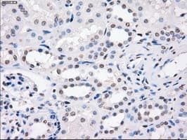 CD32A Antibody (clone OTI9C6, Carrier-free)