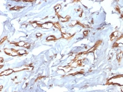 CD34 Antibody (clone HPCA1/2598R, Azide-free, Carrier-free)