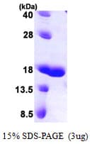 Human LGALS7 / Galectin 7 Protein (Recombinant His)