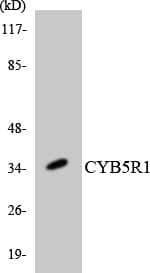 CYB5R1 Antibody (aa40-89)