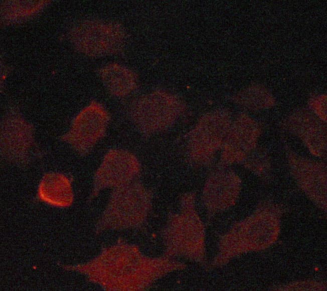 Polyclonal Rabbit anti-Human CCNB1 / Cyclin B1 Antibody (IHC, IF, WB)