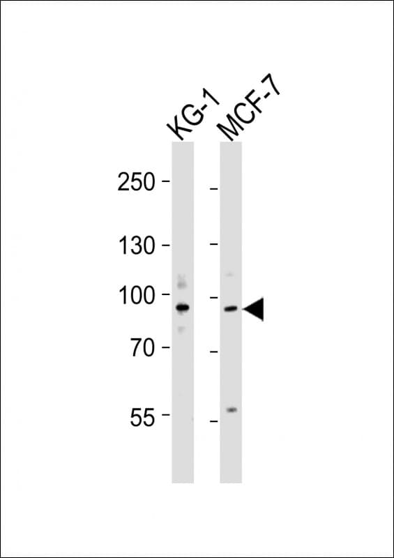 UHRF1 Antibody (aa592-626)