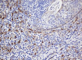 Selenium Binding Protein 1 Antibody (clone OTI3C6)