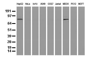 ALDH1L1 Antibody (clone UMAB45)