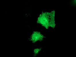 PNPO Antibody (clone OTI2F8, Carrier-free)