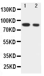CHUK / IKKA / IKK Alpha Antibody (aa728-745)