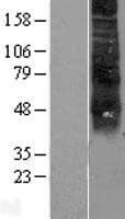 RHCE / RH Protein (Over-Expression Lysate Myc-DDK (Flag))