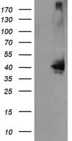 MAP2K3 / MEK3 / MKK3 Antibody (clone OTI1D3, Carrier-free)