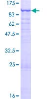 Human SEC23A / COP II Protein (Recombinant GST)