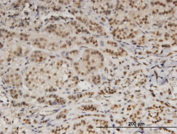 DDB1 Antibody (clone 4C5)