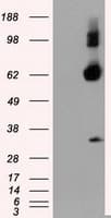 NPR3 Antibody (clone OTI2G2)