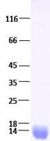 Human IL4 Protein (Recombinant)