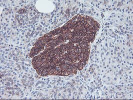 NPTN / SDR1 Antibody (clone OTI3C4, Carrier-free)