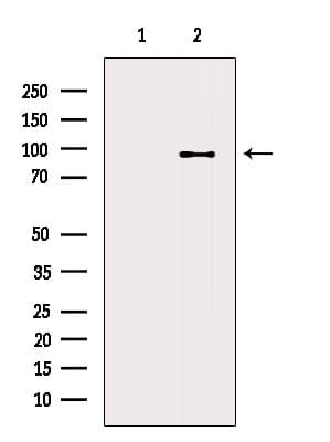 NELL1 Antibody