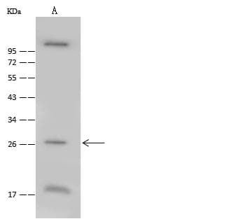 FGF23 Antibody (Preservative Free)